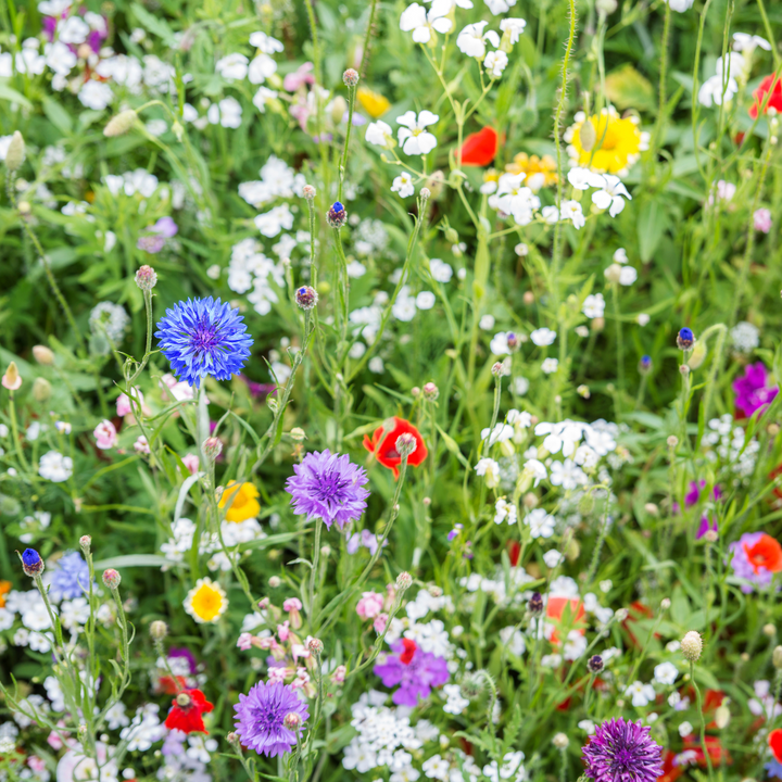 Wildflower Sun Mix