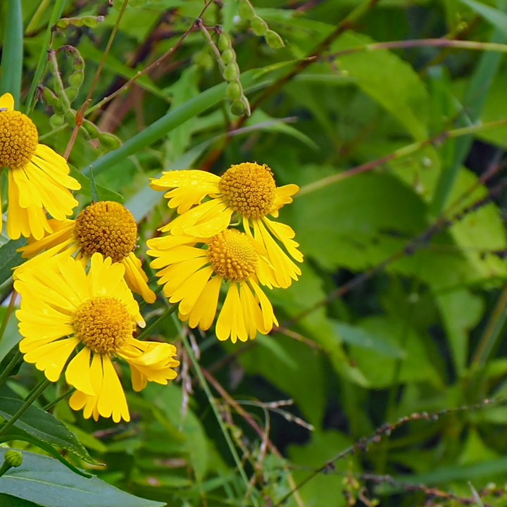 Autumn Sneezeweed