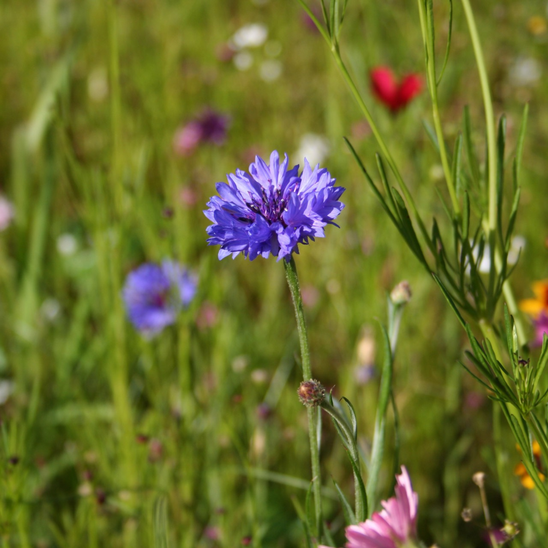 Wildflower Sun Mix