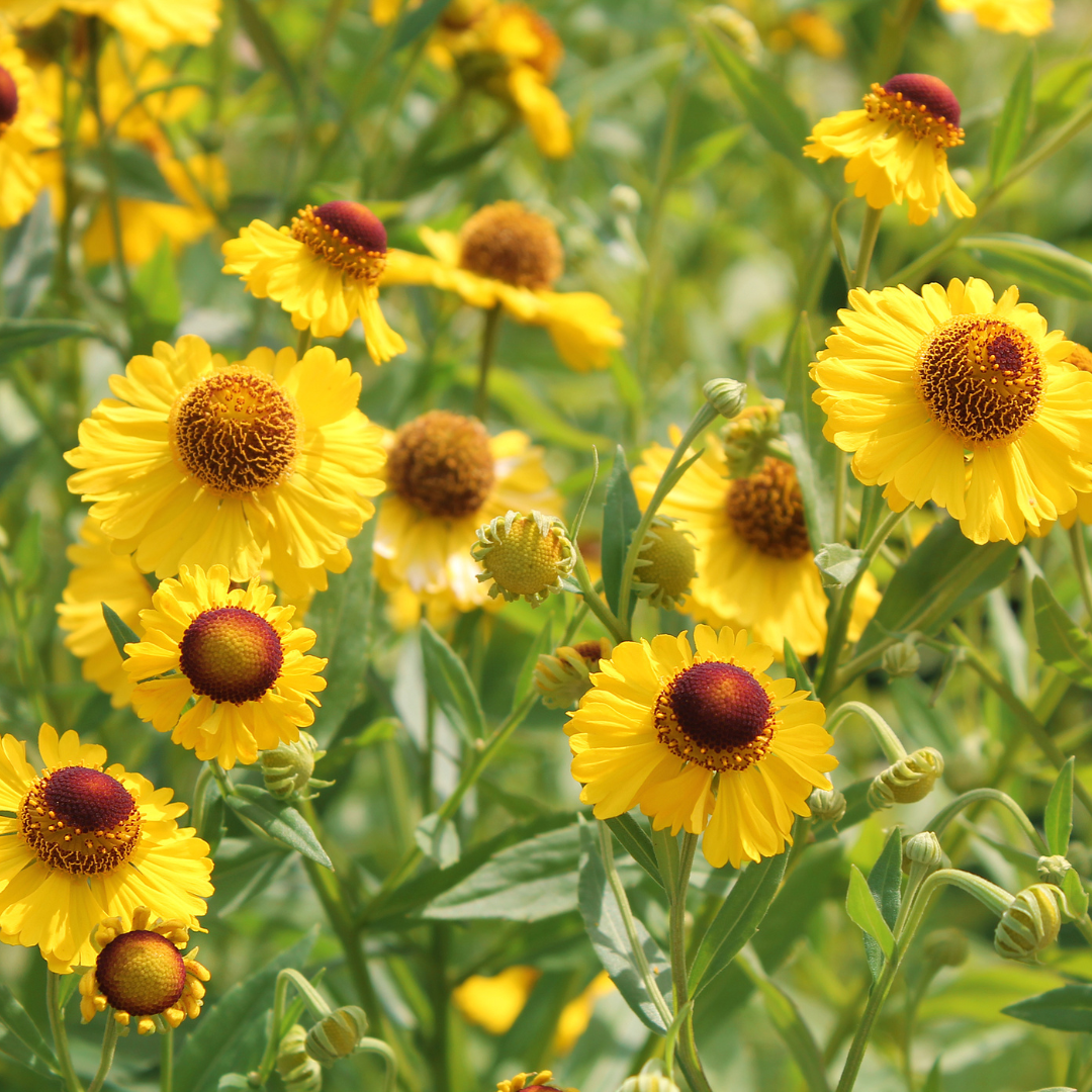 Autumn Sneezeweed