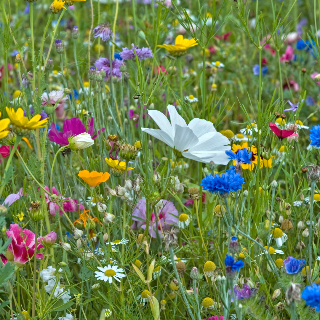 Wildflower Sun Mix