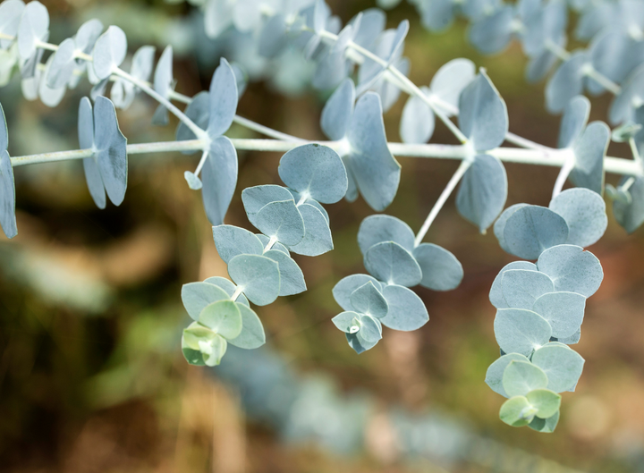 Baby Blue Eucalyptus