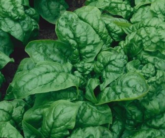 Bloomsdale Spinach