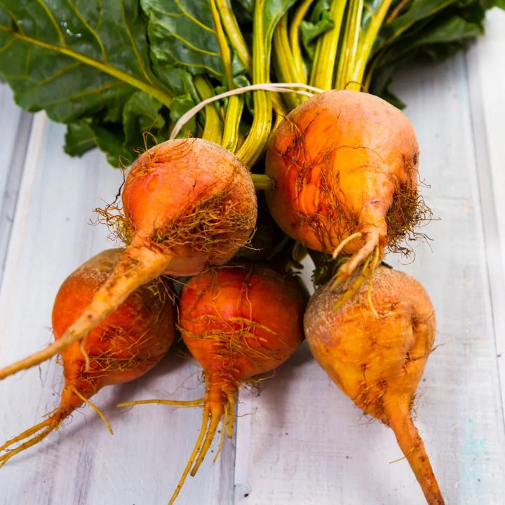 Boldor Hybrid Beet