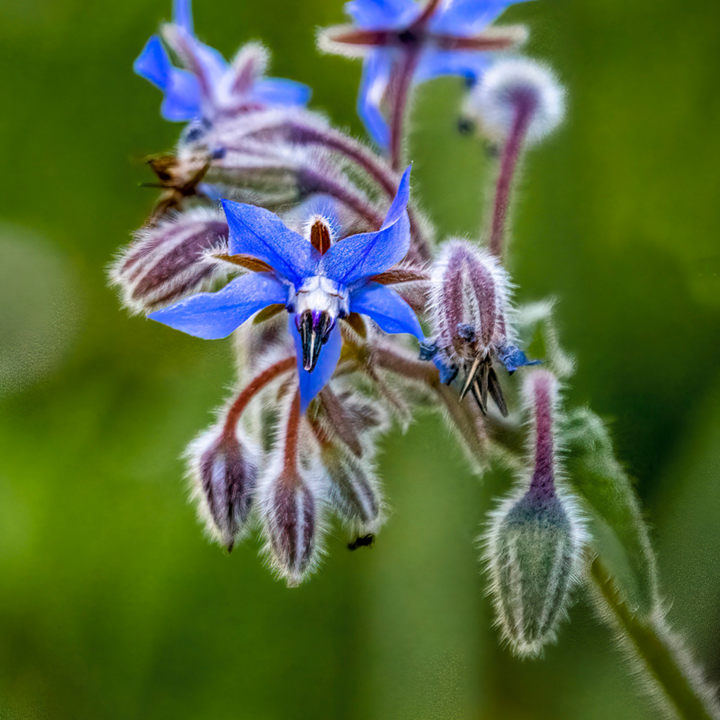 Borage