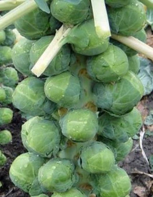 Long Island Improved Brussels Sprouts