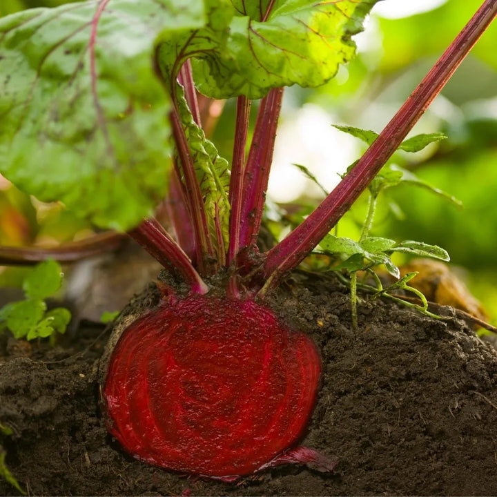 Bull's Blood Beet