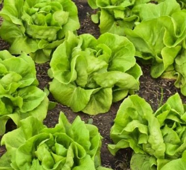 Buttercrunch Lettuce