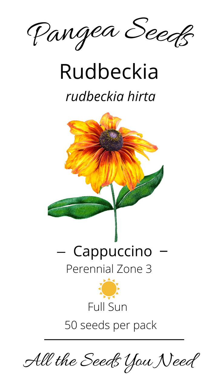 Cappuccino Rudbeckia