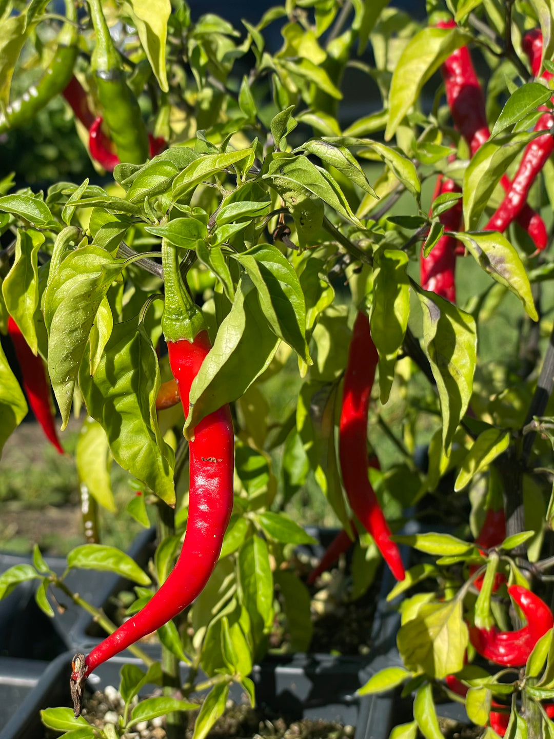 Cayenne Pepper