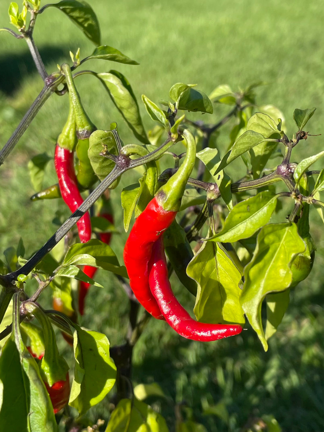 Cayenne Pepper