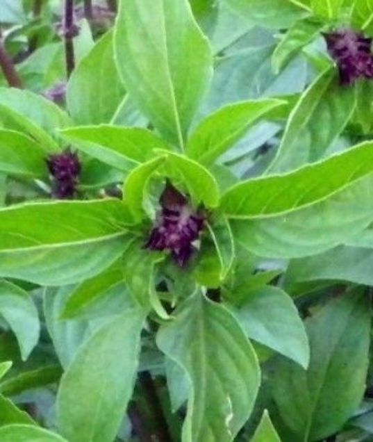 Cinnamon Basil