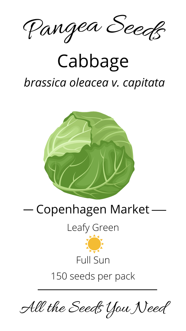 Copenhagen Market Cabbage