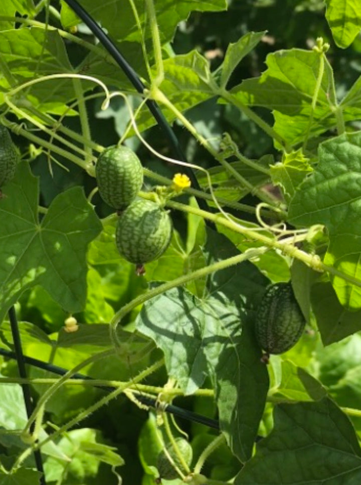 Cucamelon