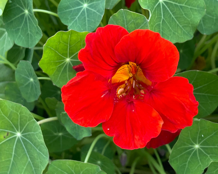 Empress Of India Nasturtium