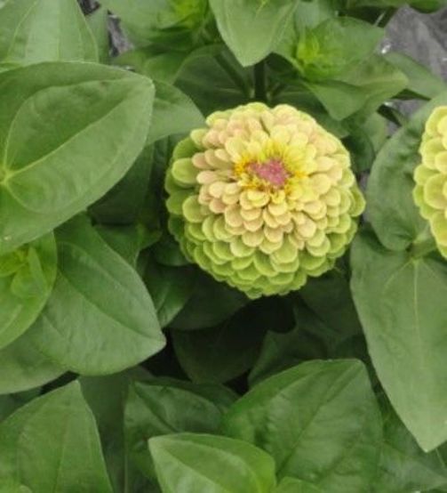 Envy Zinnia