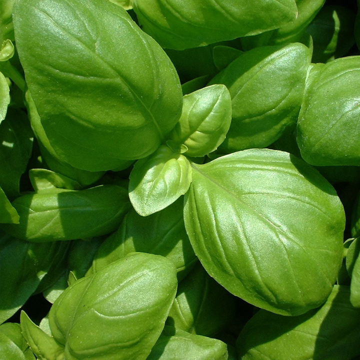 Genovese Basil