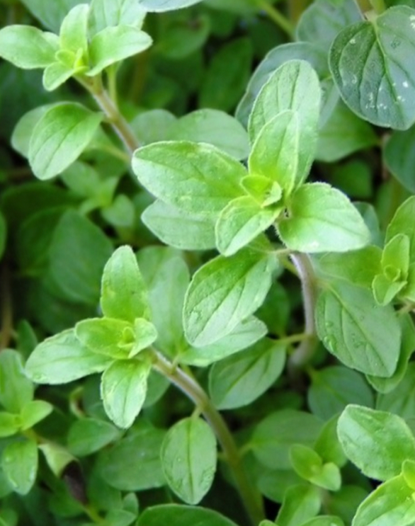 Greek Oregano