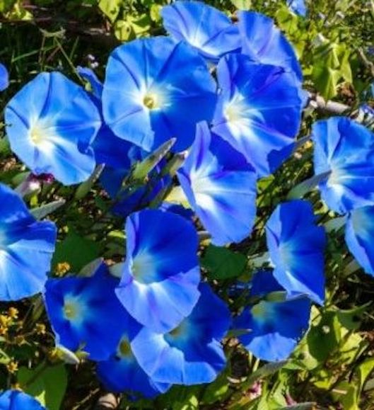 Heavenly Blue Morning Glory