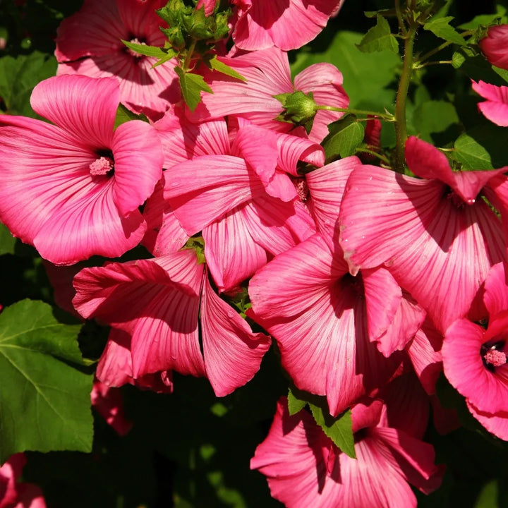 Hot Pink Lavatera