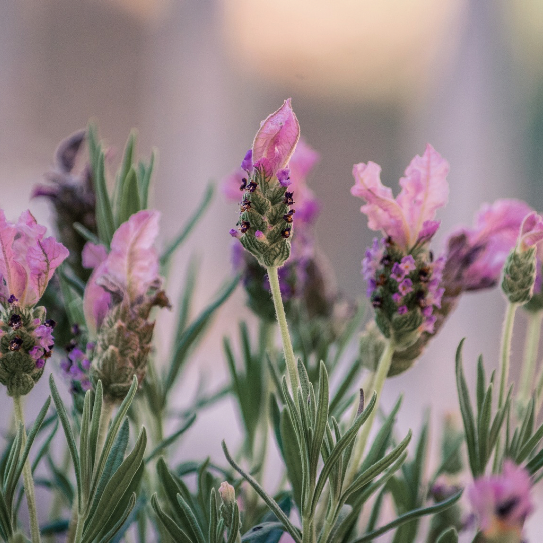 Bandera Deep Rose Lavender