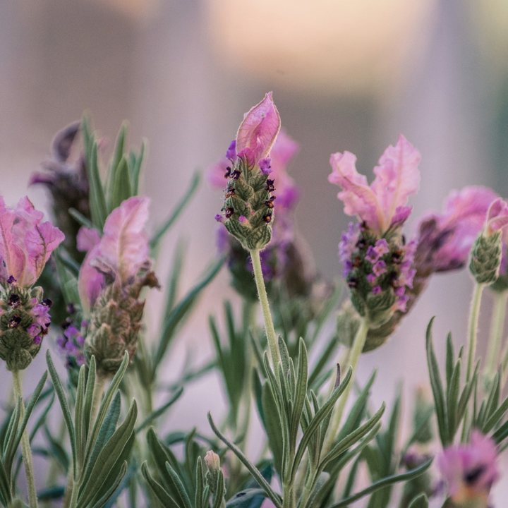 Bandera Deep Rose Lavender