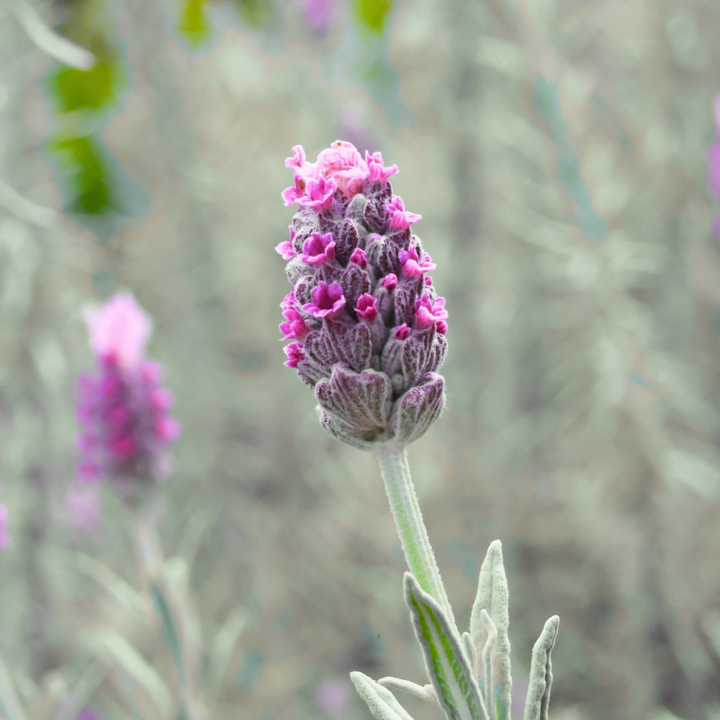 Bandera Deep Rose Lavender