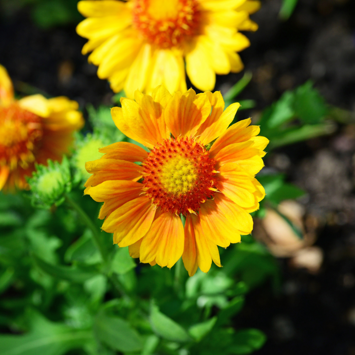 Arizona Apricot Gaillardia