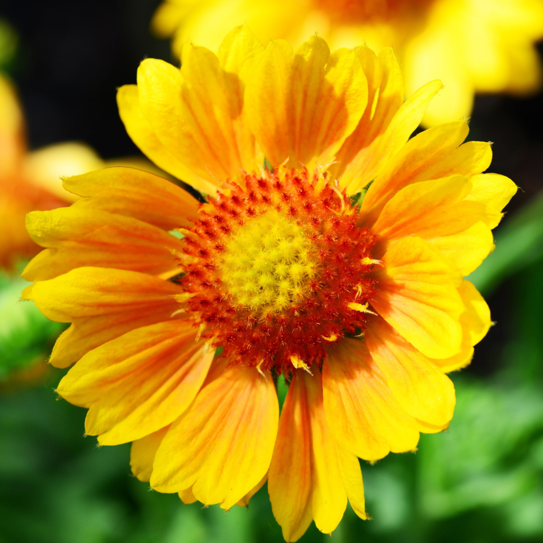 Arizona Apricot Gaillardia