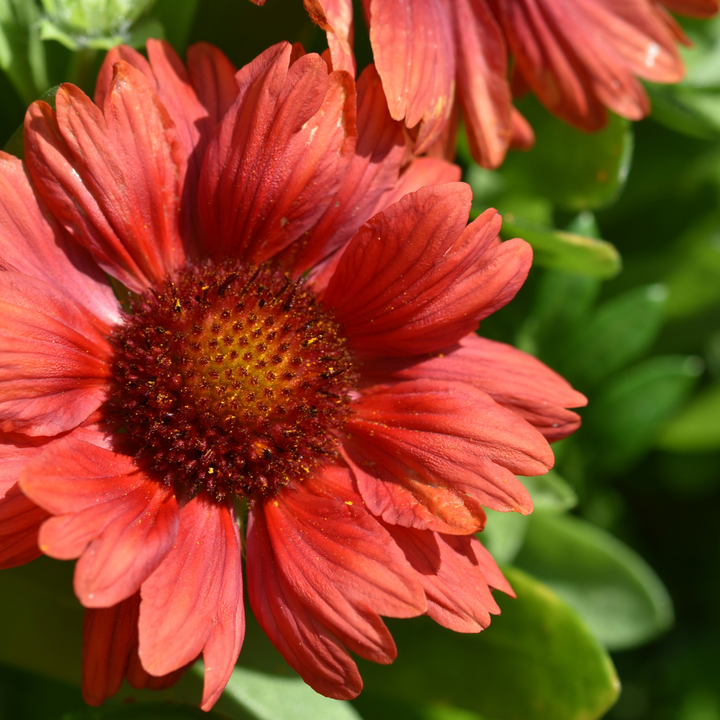 Arizona Red Shades Gaillardia