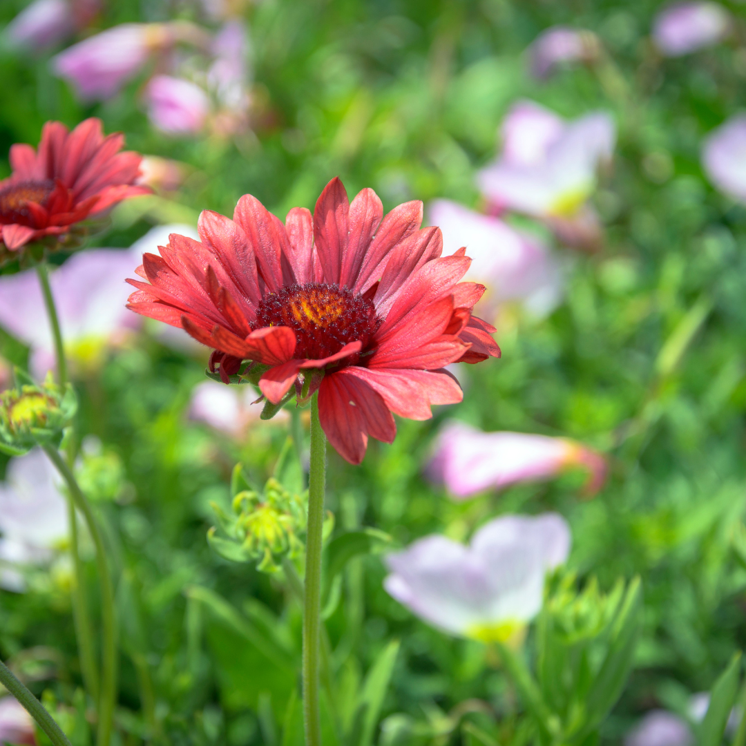 Arizona Red Shades Gaillardia