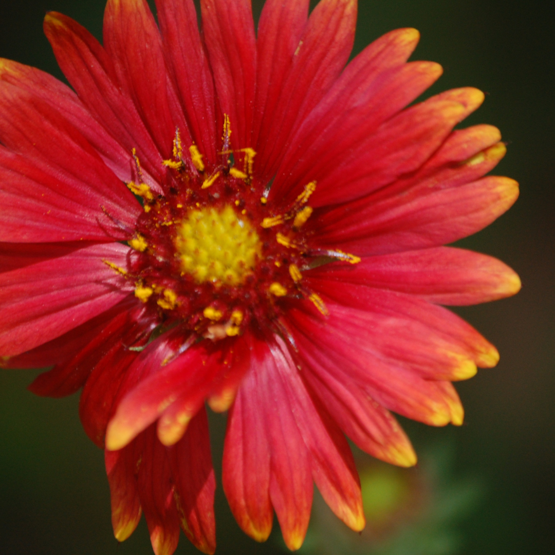 Arizona Red Shades Gaillardia