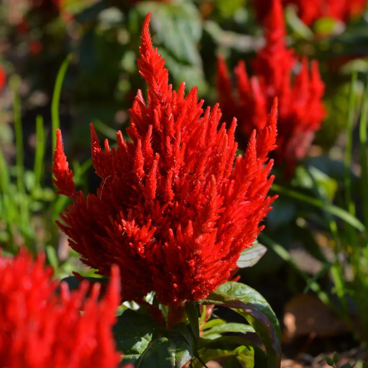 First Flame™ Red Celosia