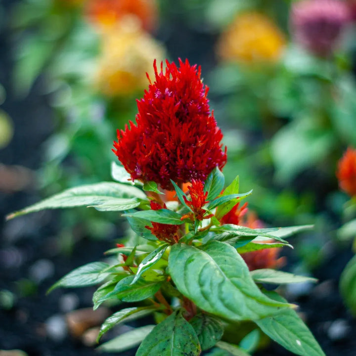 First Flame™ Red Celosia