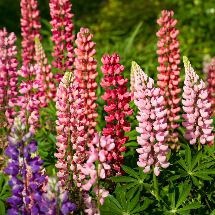 Gallery Mix Lupin