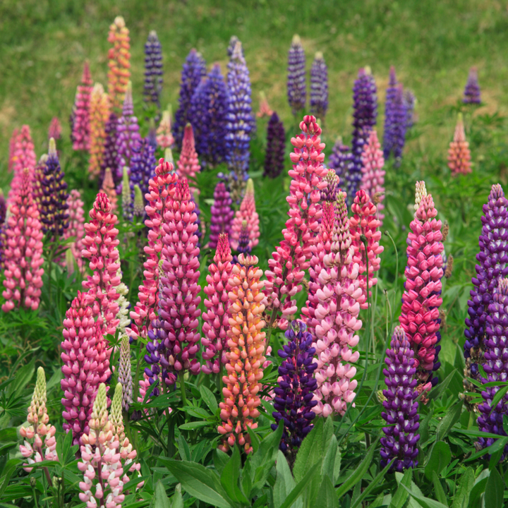 Gallery Mix Lupin