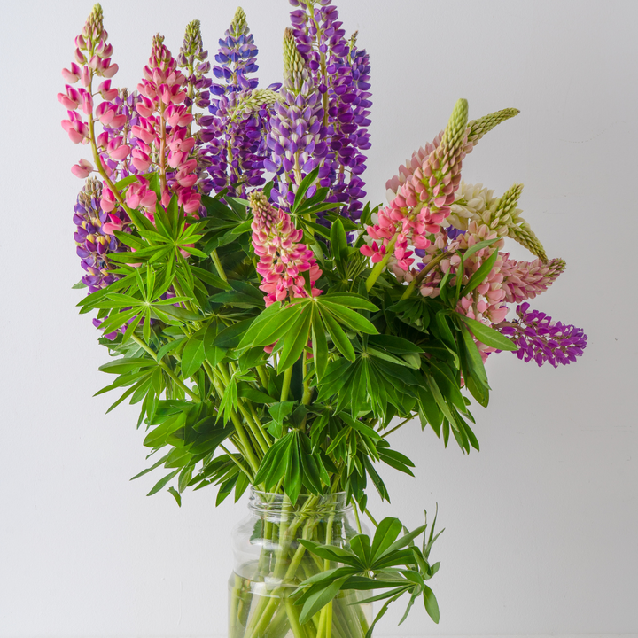 Gallery Mix Lupin