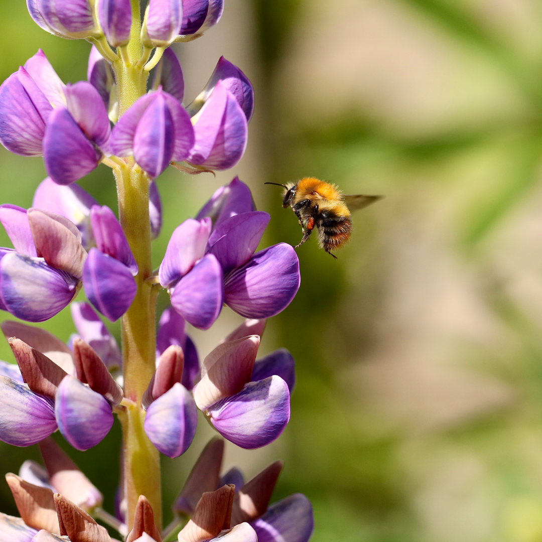 Gallery Mix Lupin