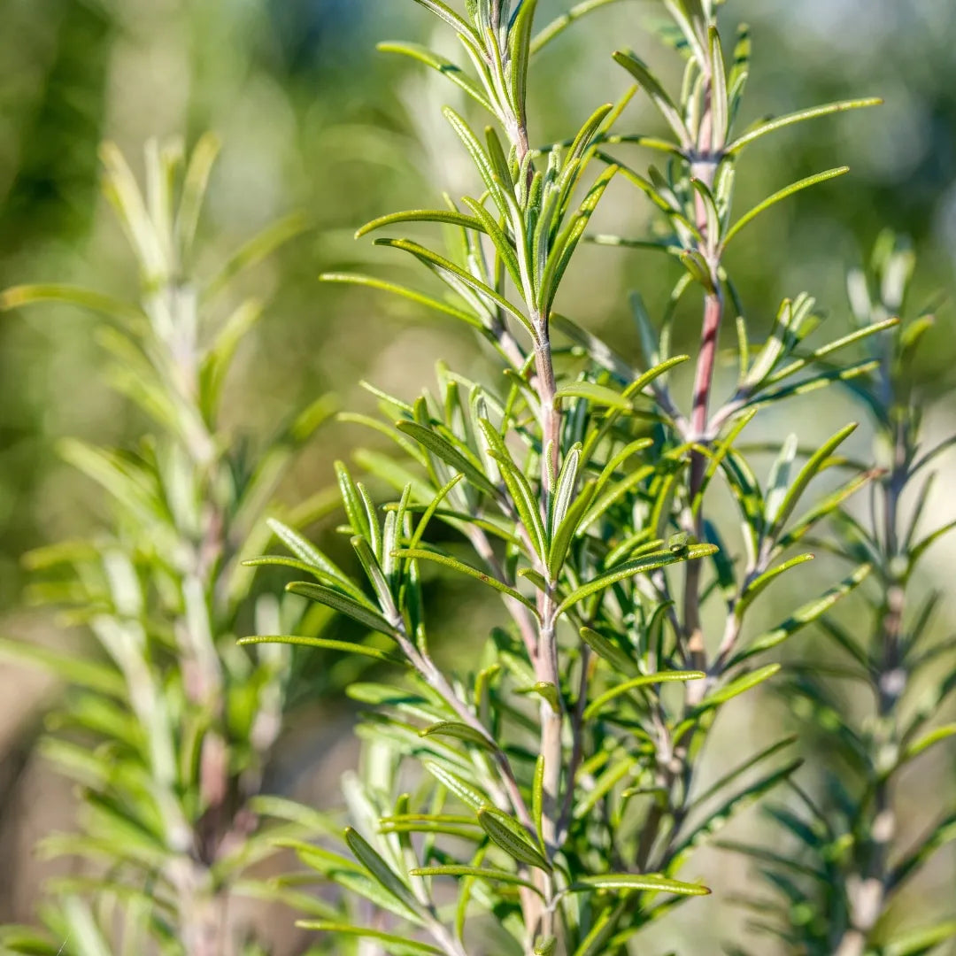 Mediterranean Herb Pack