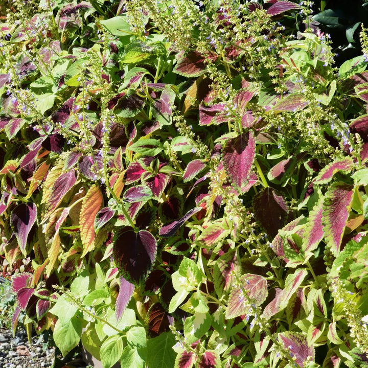 Rainbow Striped Coleus