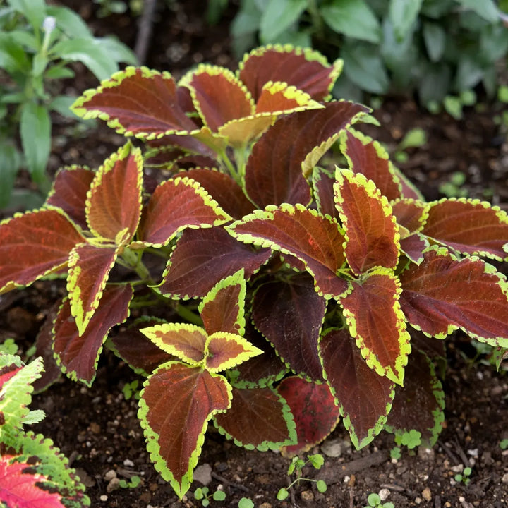 Rainbow Striped Coleus