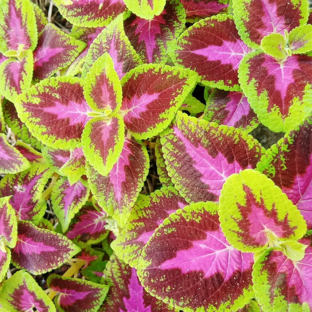 Rainbow Striped Coleus