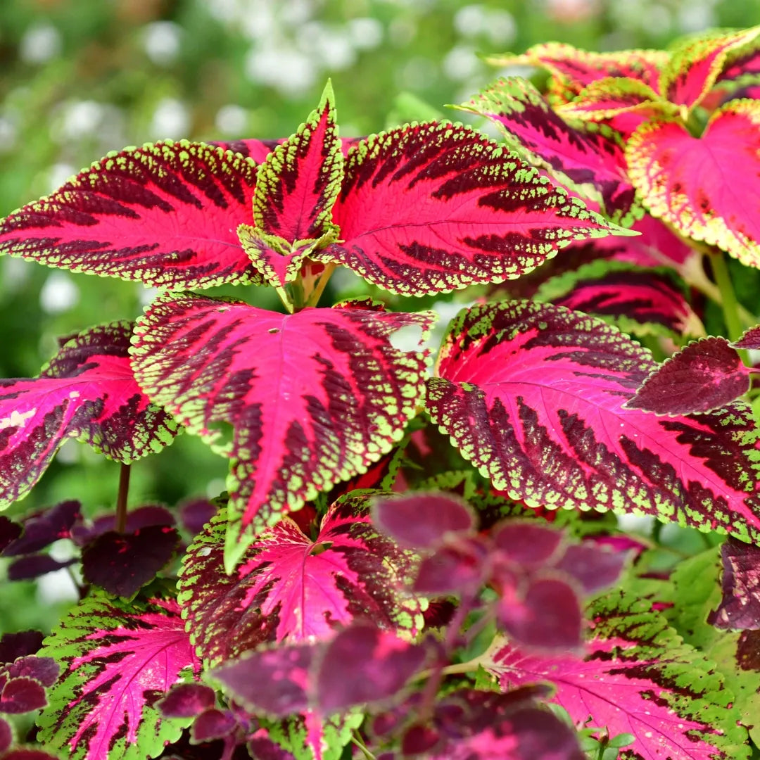 Rainbow Striped Coleus