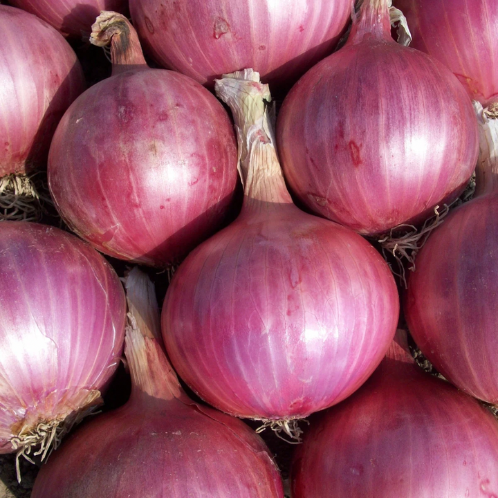 Red Nugent Onion