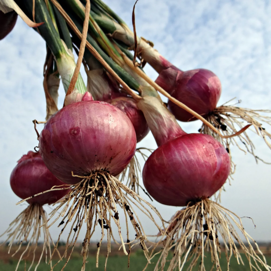 Red Nugent Onion