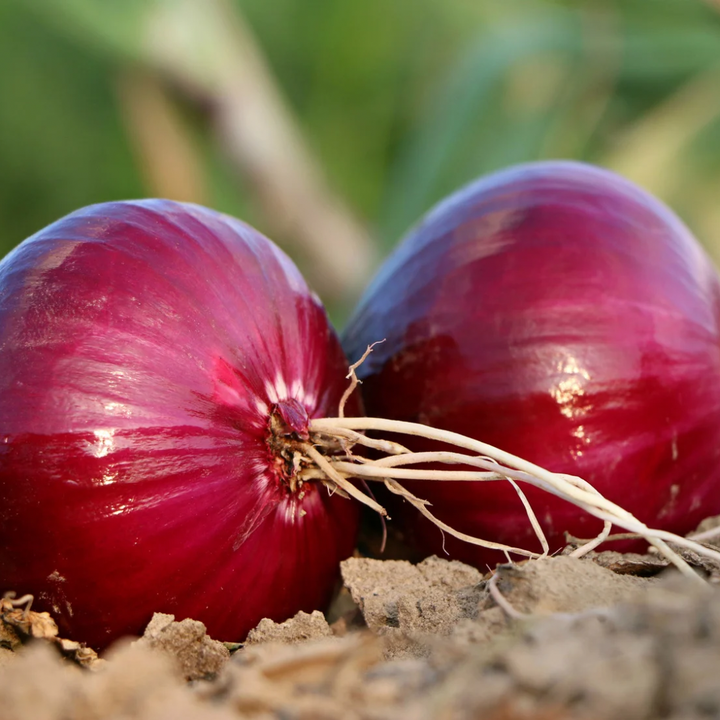 Red Nugent Onion