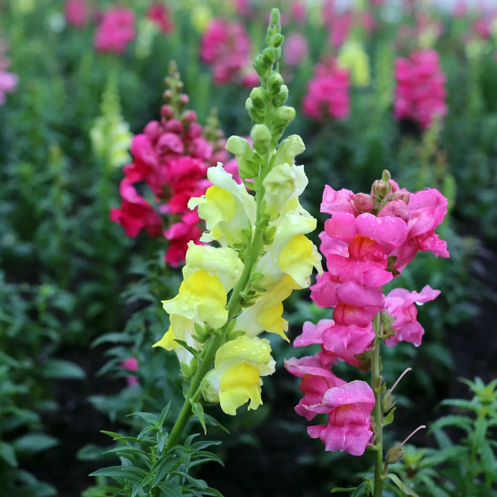 Rocket Mixture Snapdragon