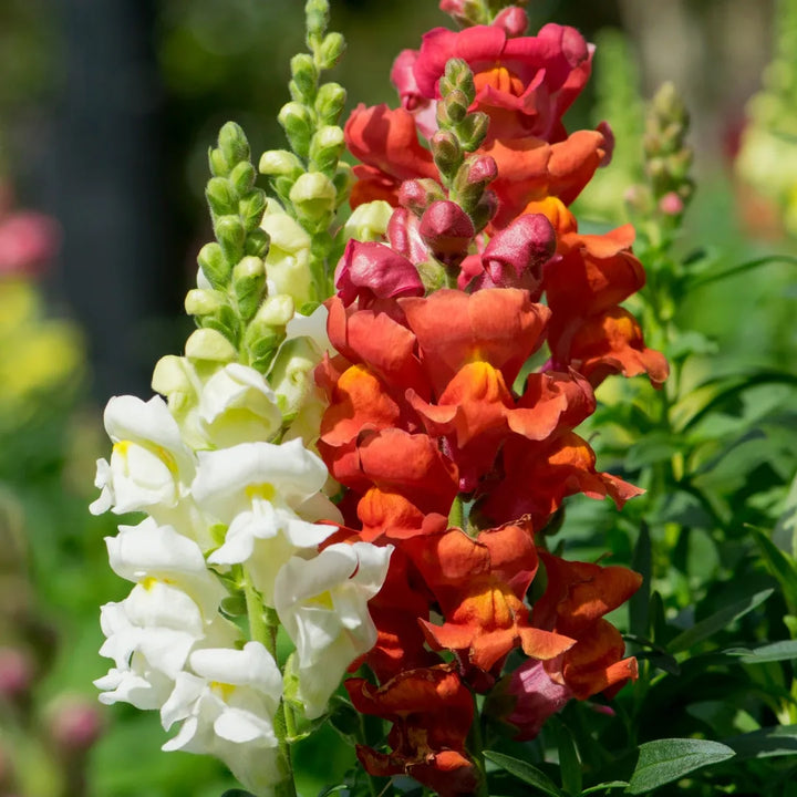 Rocket Mixture Snapdragon