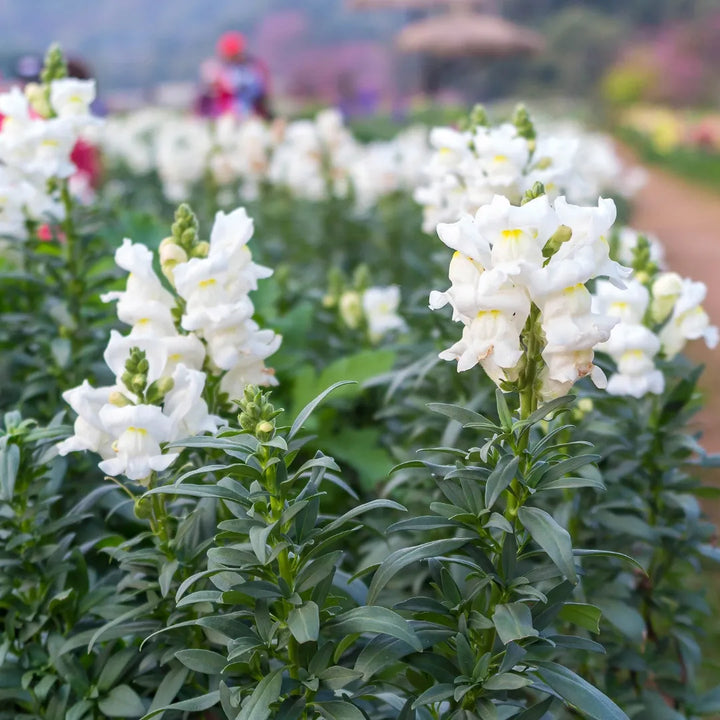 Rocket White Snapdragon