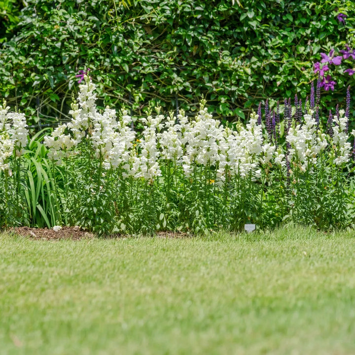 Rocket White Snapdragon